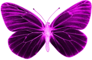 Schmetterlinge